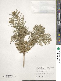 Cephalotaxus fortunei image