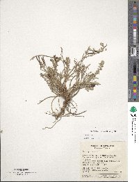 Lotus cytisoides image