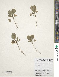 Brassica carinata image
