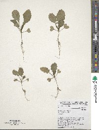 Brassica carinata image
