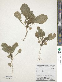 Brassica carinata image