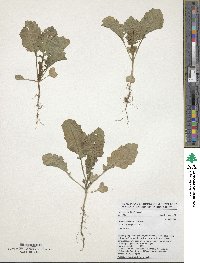 Brassica carinata image
