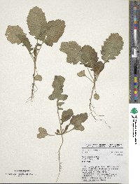 Brassica carinata image