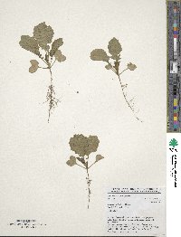 Brassica carinata image