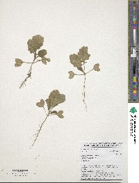 Brassica carinata image
