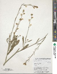 Brassica carinata image