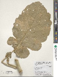 Brassica carinata image