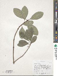 Chionanthus virginicus image