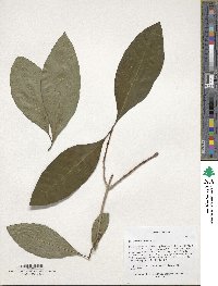 Chionanthus virginicus image