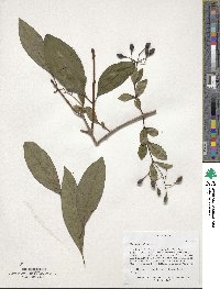 Chionanthus virginicus image