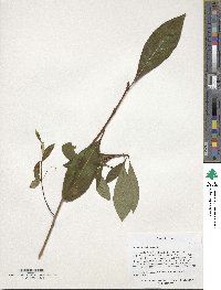 Chionanthus virginicus image