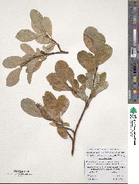 Salix arctica subsp. arctica image