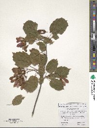 Acer tataricum image