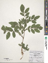 Lonicera caerulea image