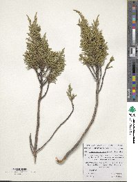 Juniperus pseudosabina image