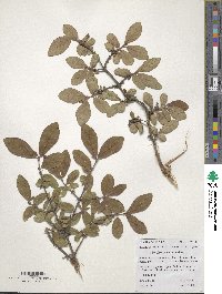 Lonicera caerulea image