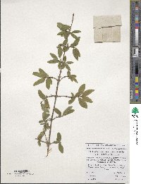 Lonicera caerulea subsp. stenantha image