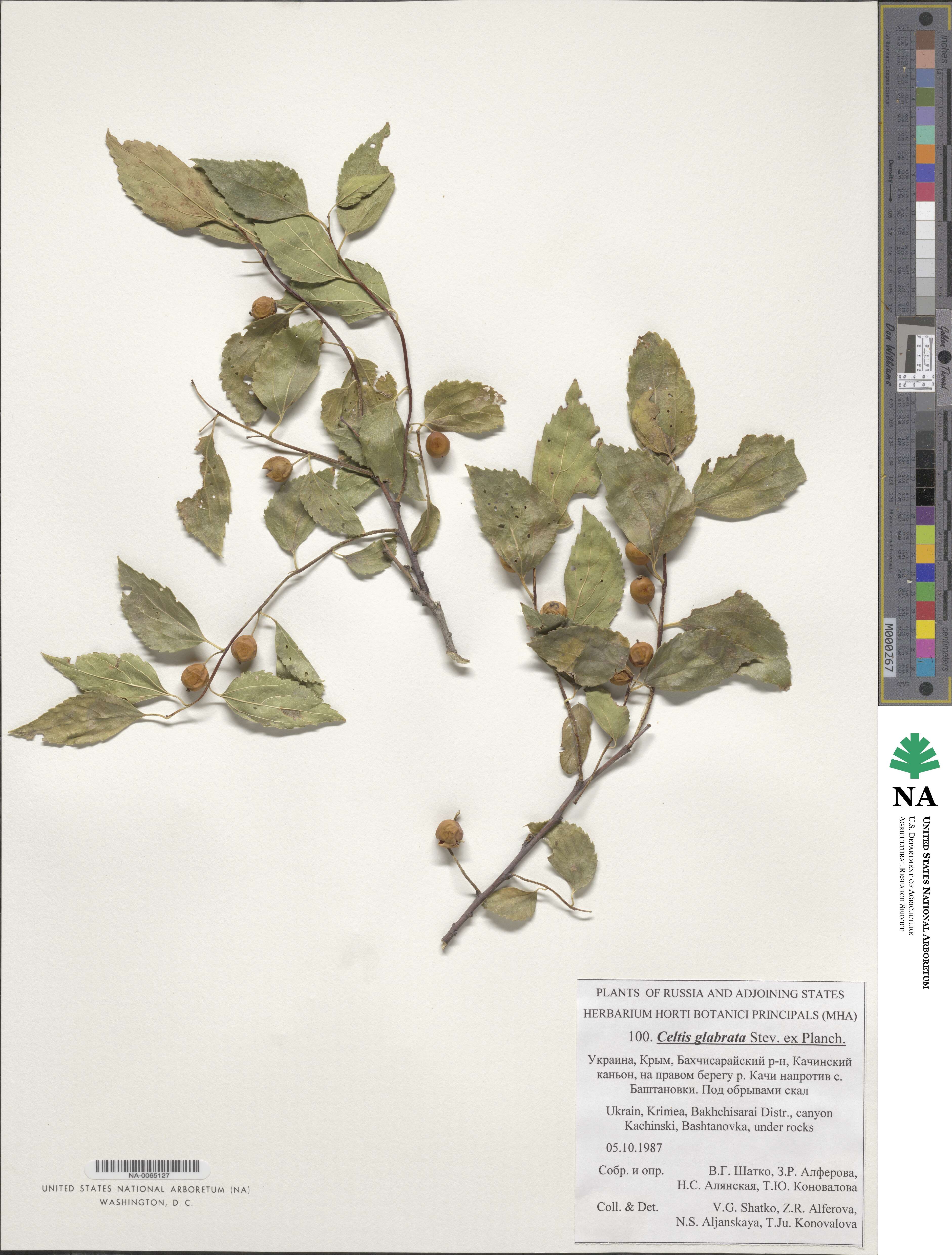 Celtis glabrata image