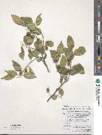 Celtis glabrata image