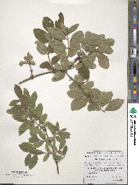 Lonicera caerulea image