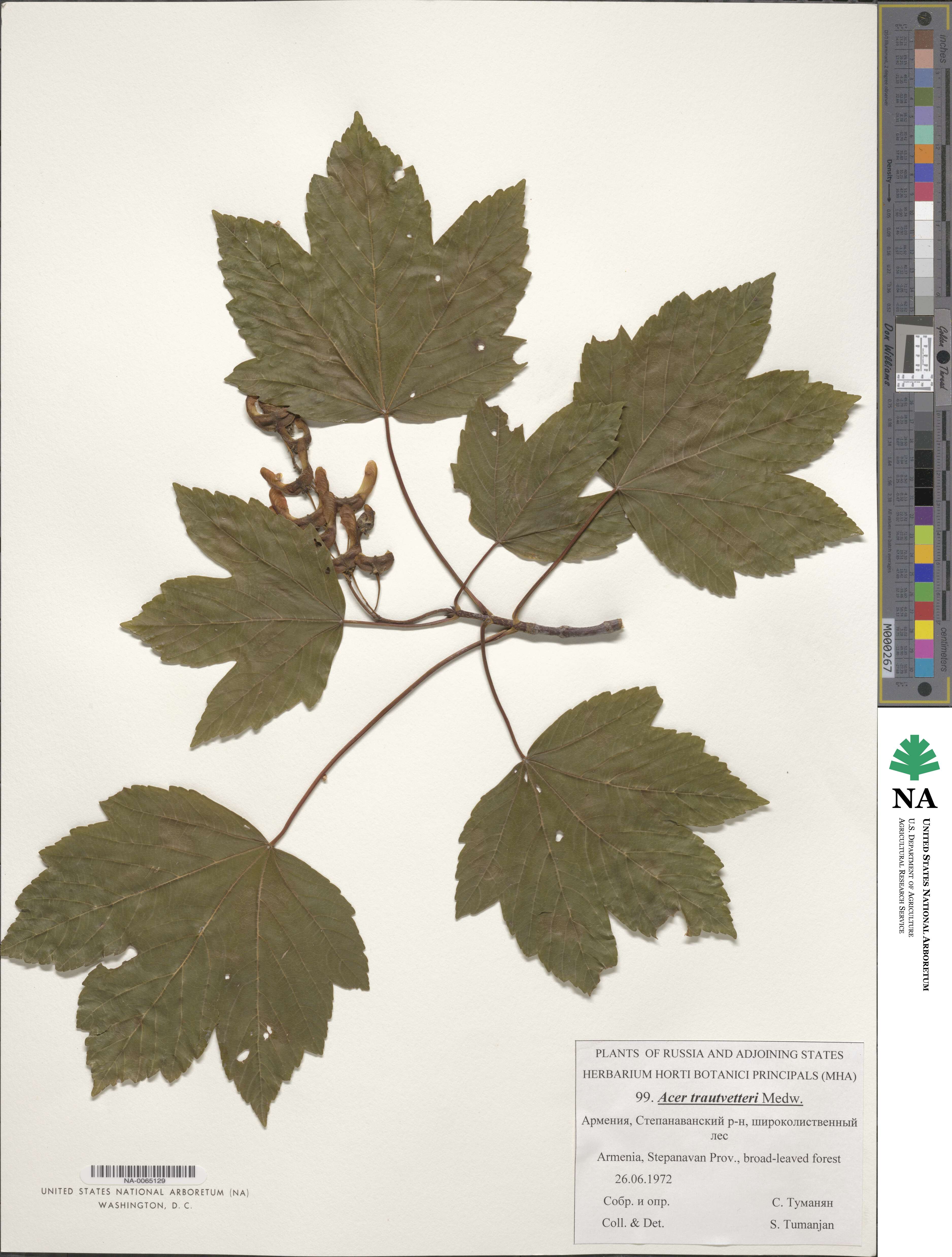 Acer heldreichii subsp. trautvetteri image