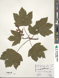 Acer heldreichii image