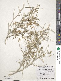 Astragalus paucijugus image