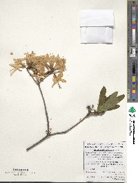 Rhododendron luteum image