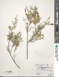 Tamarix passerinoides image