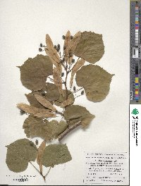 Tilia dasystyla image