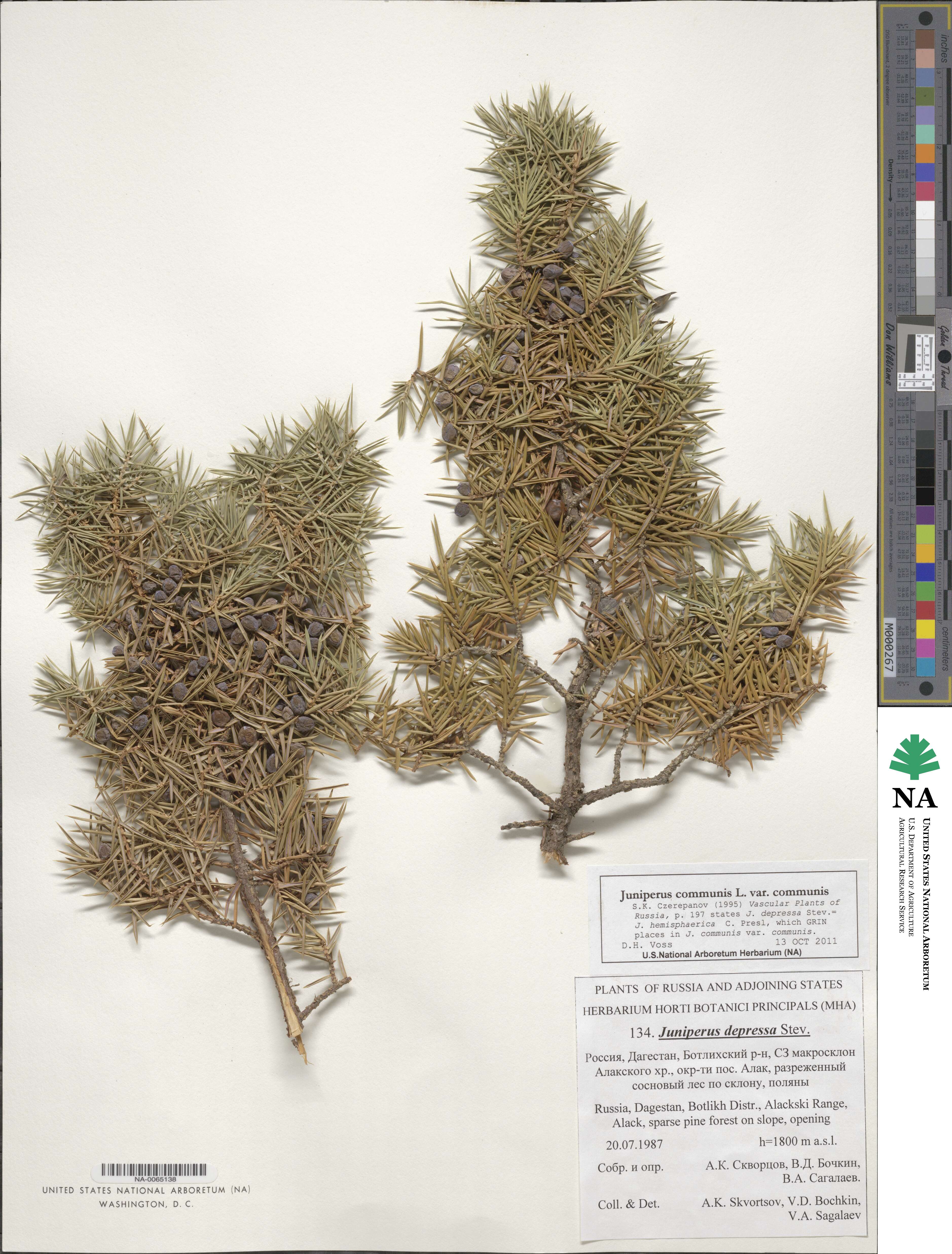 Juniperus communis var. communis image