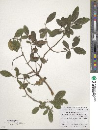 Lonicera caerulea image