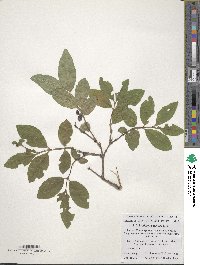 Lonicera caerulea image