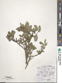 Lonicera caerulea image