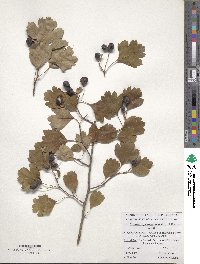 Crataegus pentagyna image