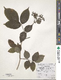 Sambucus nigra image