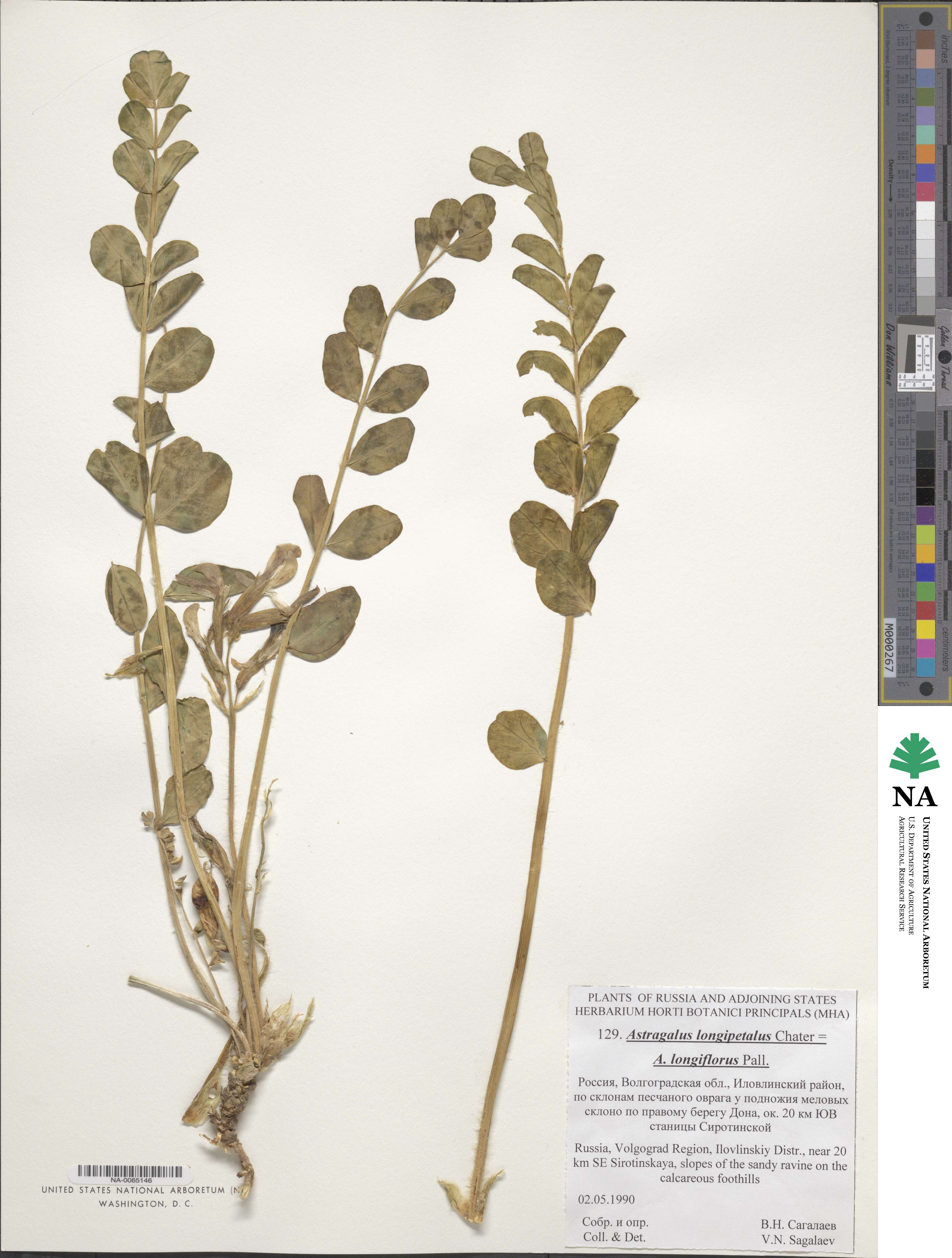 Astragalus longipetalus image