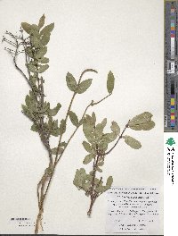 Lonicera caerulea image