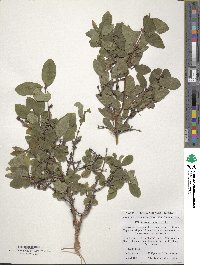 Lonicera caerulea image