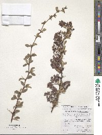 Berberis iberica image