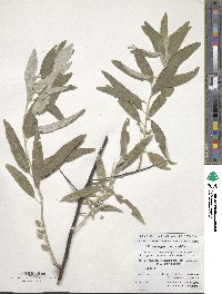 Elaeagnus angustifolia image