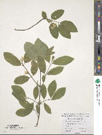 Lonicera xylosteum image