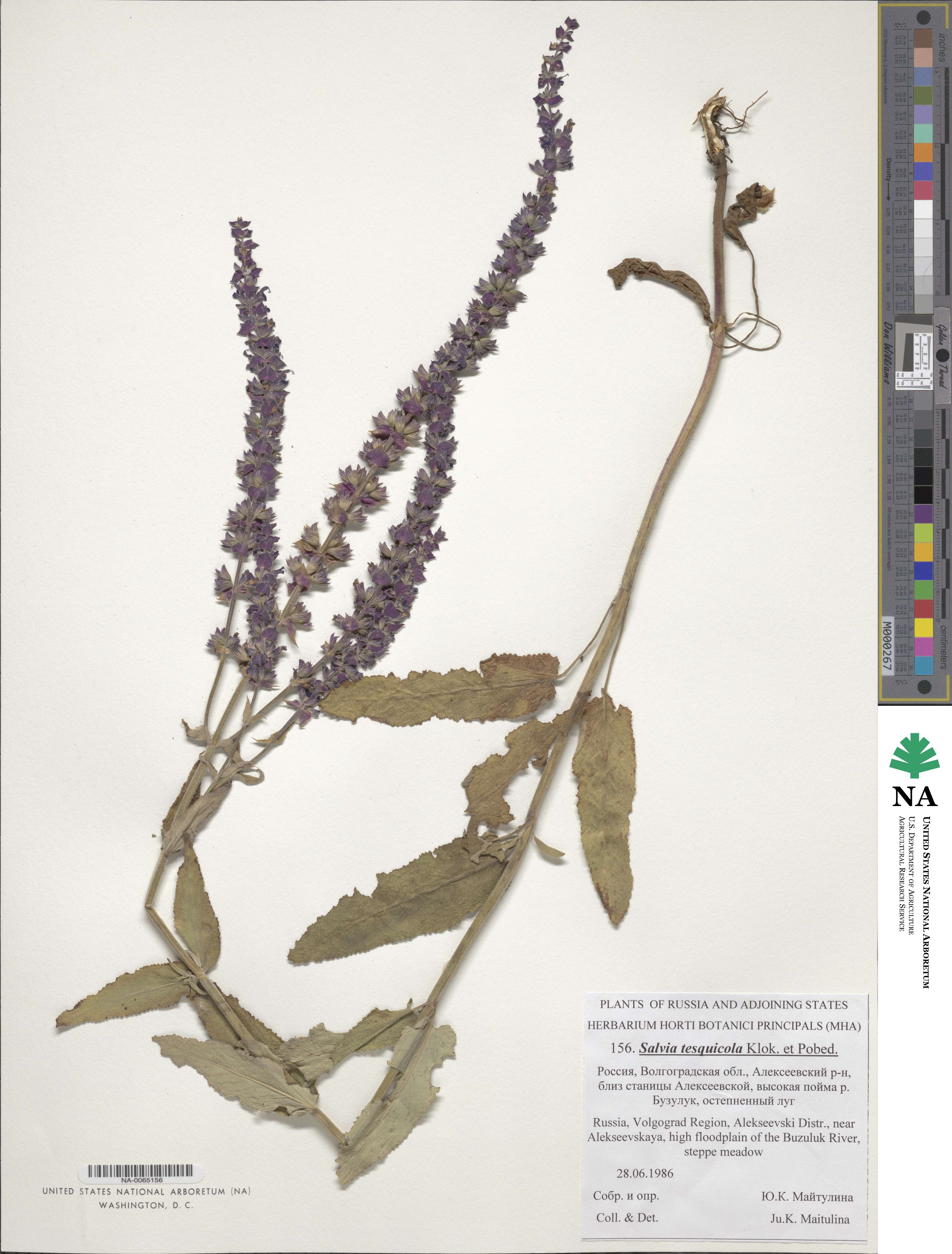 Salvia nemorosa subsp. pseudosylvestris image