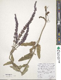 Salvia nemorosa image