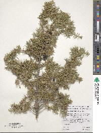 Juniperus communis image