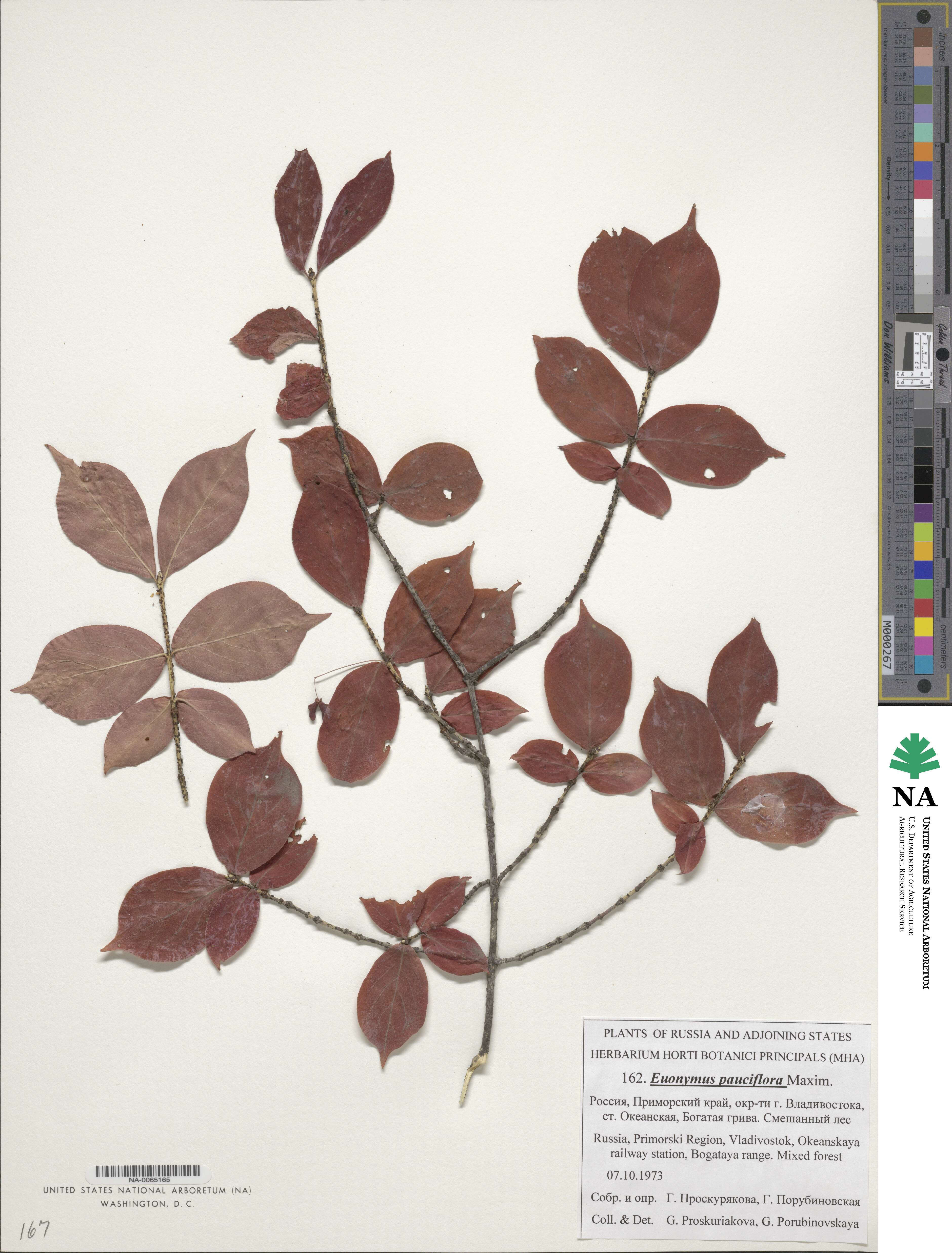 Euonymus verrucosus image