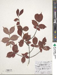 Euonymus verrucosus image