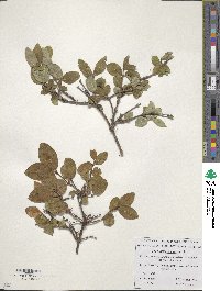 Lonicera caerulea image