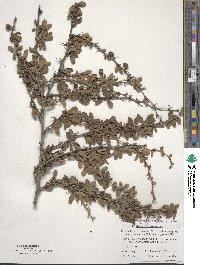 Berberis sibirica image