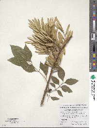 Fraxinus sogdiana image